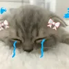 watermelonits_chloe