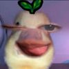 cipupps