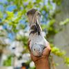 hf_pigeon_loft
