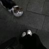 dhira_tn