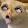 kzoiiw