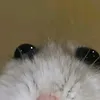 hamstertiktok19