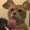 bzzib2