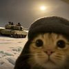 Funny Cats Collection