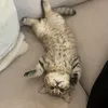 simbitadiekatze