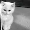 xxgtwyywxy.4