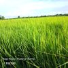 aung.zin3675