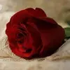 mimoumaram2