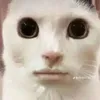 brandon_____13