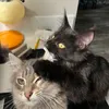 shadow_and_fluff