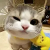 giaa.hann483