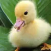lavenderlaceangel