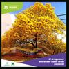 araguaney02