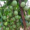 henrico.uganda