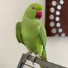 luluringneck