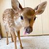 jellydeer
