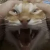 ConMeoMup