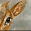 roaa.salm.811