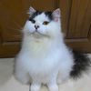 fluffy_iscat