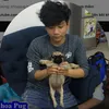 Khoa Pug Fan