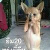 googtom3