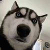 petfunnytime