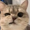 love.pets21
