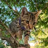 purrfectlyjinxed