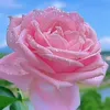 user8176811466608