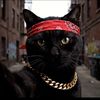 Benny The Black Cat