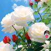 tania.islam8334