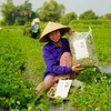 Thuỷ Quỳnh Kho Sỉ Dược Liệu