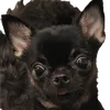 dickalquero