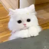 chanhchanh_du_shn