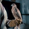 mohammedhassan0955