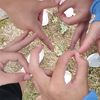 finleehale7