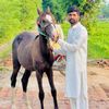 ch.naveed.khaa