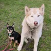 husky_toyy