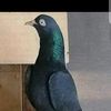 foji_090