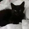 freya.boggle
