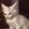 divacat.com