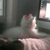 layan_ali64