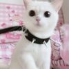 whatsadollie