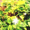 md.amir.hamja4115