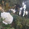 .shlomo3