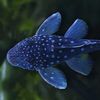 blueplecostomus