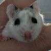 blitzthehamster_2025