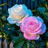 ulfat.riaz90