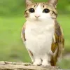 shko_193