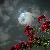 smamore3